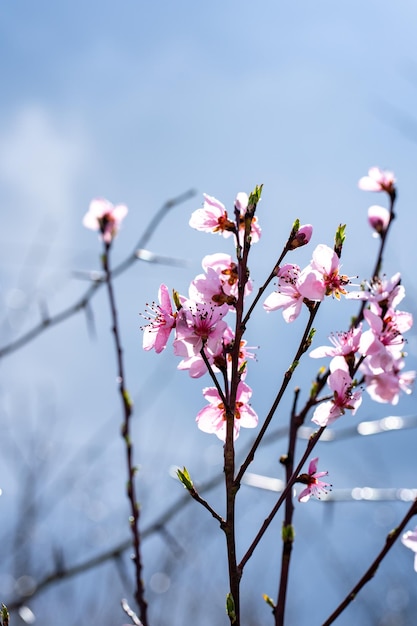 Blühende Obstbaumzweige gegen den Himmel Aprikosenernte Frühling und Erneuerung