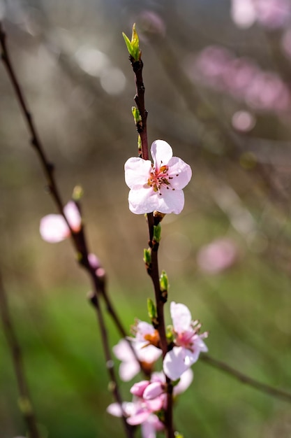 Blühende Obstbaumzweige gegen den Himmel Aprikosenernte Frühling und Erneuerung