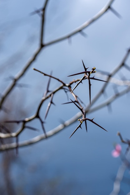 Blühende Obstbaumzweige gegen den Himmel Aprikosenernte Frühling und Erneuerung