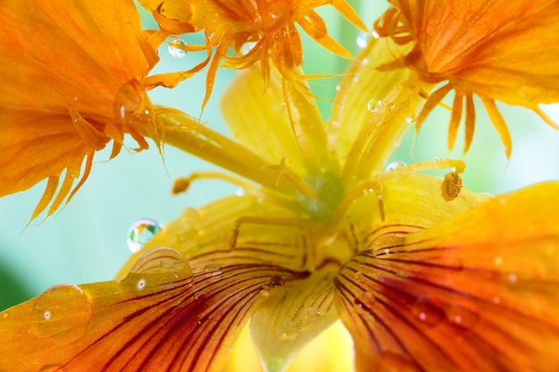 Blühende orange Kapuzinerkresseblume (Makro) auf Blumenbeet