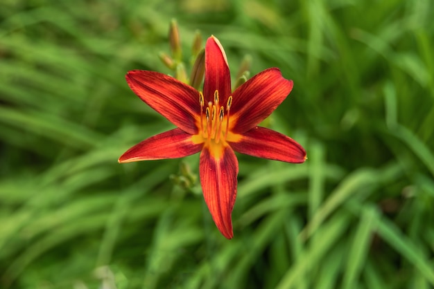 Blühende orange Lilie im grünen Garten