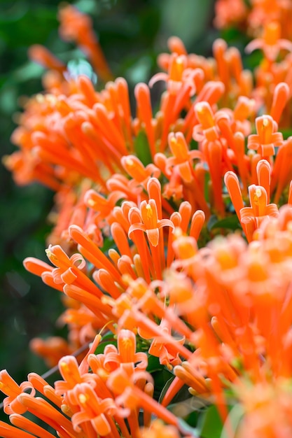 Blühende orange Trompetenblumen