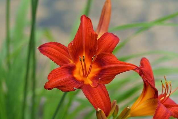 Blühende orangefarbene Lilie im Sommergarten, natürliches Licht, unscharfer Hintergrund