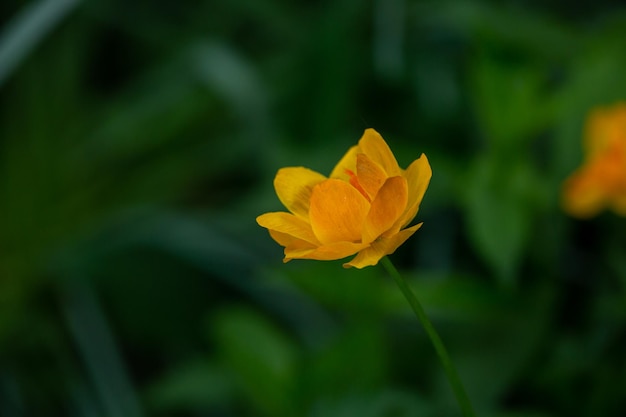 Blühende orangefarbene Trollius-Blume auf grünem Hintergrund an einem sonnigen Tag Makrofotografie