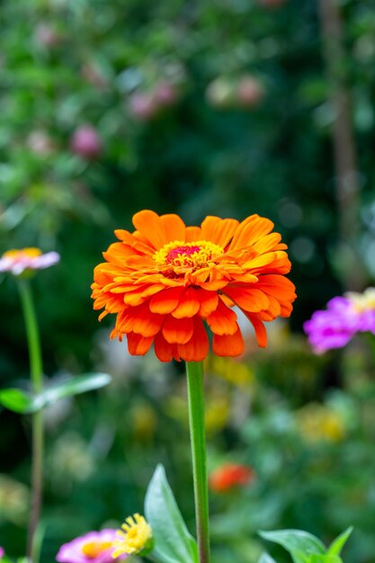 Blühende orangefarbene Zinnia-Blume auf grünem Hintergrund an einem Sommertag Makrofotografie