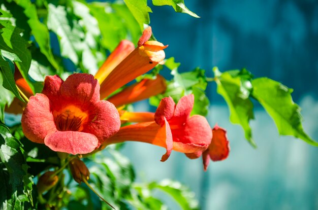 Blühende Orangenblüten Kampsis im Sommer im Garten