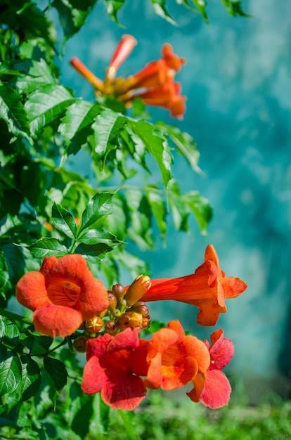 Blühende Orangenblüten Kampsis im Sommer im Garten