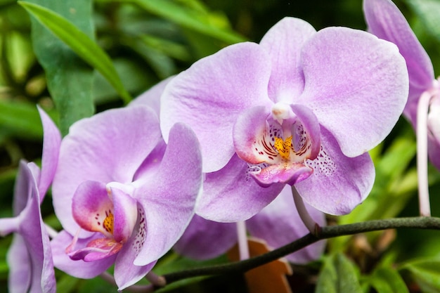 Blühende Orchideen im Botanischen Garten