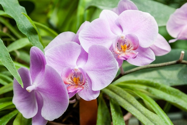 Blühende Orchideen im Botanischen Garten