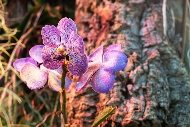 Blühende Orchideen im Gewächshaus.