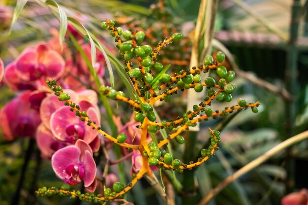 Blühende Orchideen im Gewächshaus.