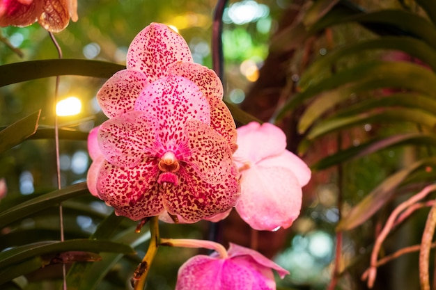 Blühende Orchideen im Gewächshaus.