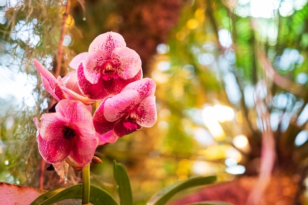 Blühende Orchideen im Gewächshaus.