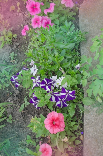 Blühende Petunienblumen auf Blumenbeet