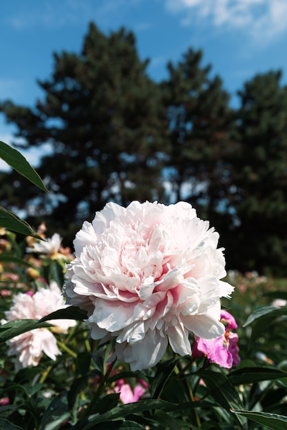 Blühende Pfingstrosen im Garten