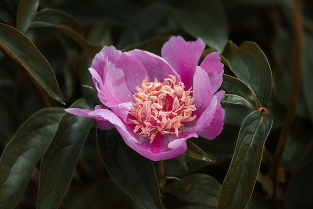 Blühende Pfingstrosen im Garten