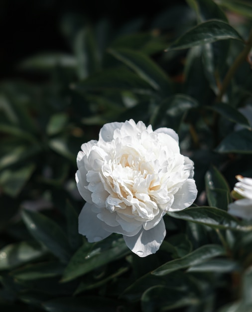 Foto blühende pfingstrosen im garten