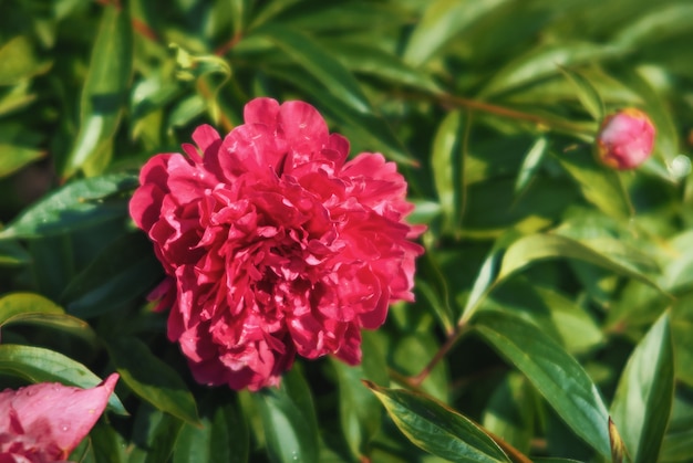 Blühende Pfingstrosen im Garten