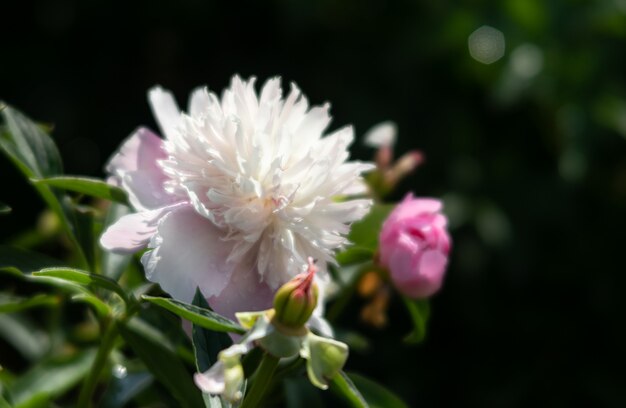 Blühende Pfingstrosen im Garten