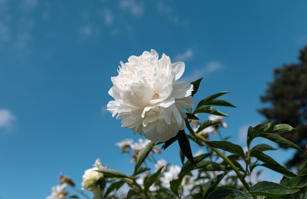 Blühende Pfingstrosen im Garten