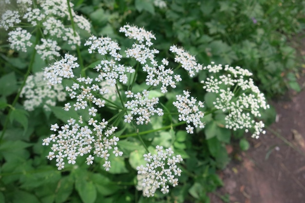 Blühende Pflanze Ashweed im Wald