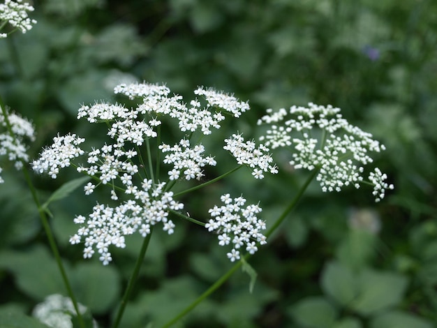 Blühende Pflanze Ashweed im Wald