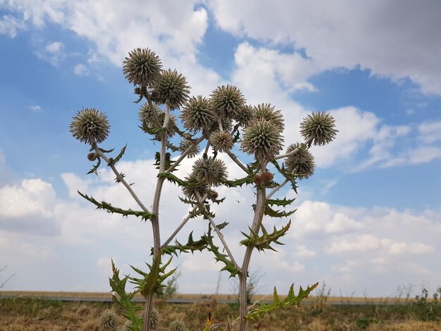 Blühende Pflanze auf dem Feld gegen den Himmel