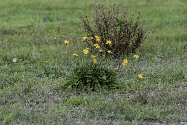 Blühende Pflanze auf dem Feld