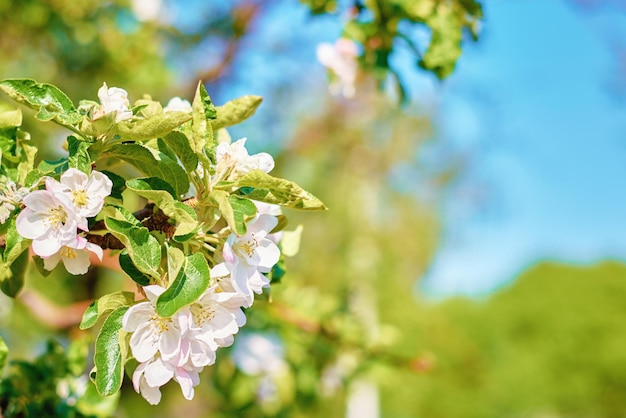 Blühende Pflanze gegen blauen Himmel am Sommertag Frühlingshintergrund