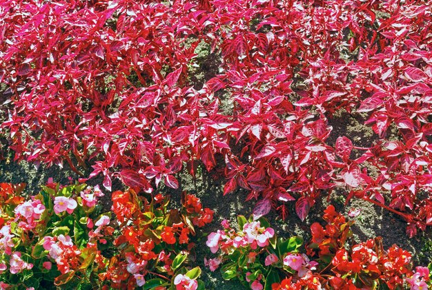 Blühende Pflanze mit rosa und roten Blüten und Blättern (Naturhintergrund)