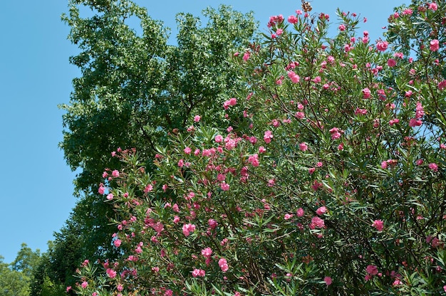 Foto blühende pflanze oleander am blauen himmel