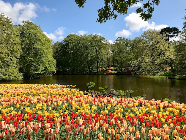 Foto blühende pflanzen am see gegen den himmel