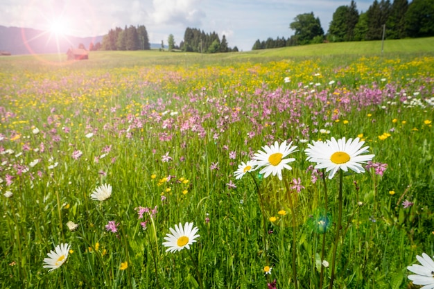 Foto blühende pflanzen, die an einem sonnigen tag auf dem feld wachsen