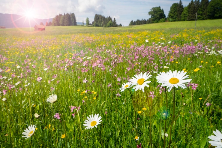 Foto blühende pflanzen, die an einem sonnigen tag auf dem feld wachsen