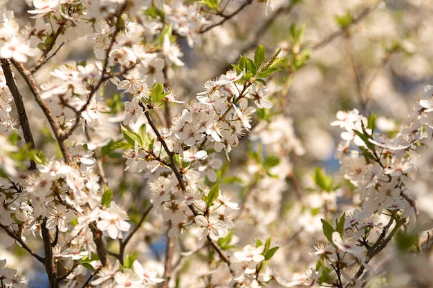 Foto blühende pflaumen an einem sonnigen tag