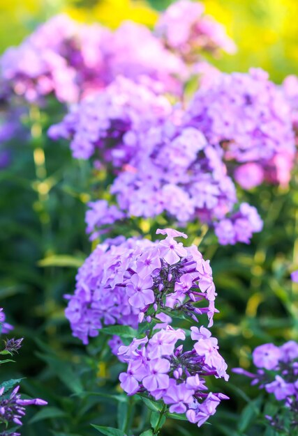 Blühende Phlox-Gartenblumen Zierpflanzen