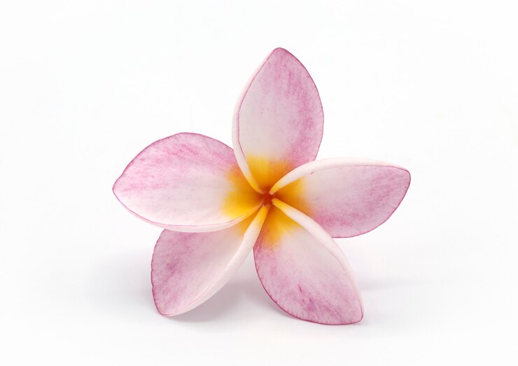 Blühende Phumalia oder Champa-Blume