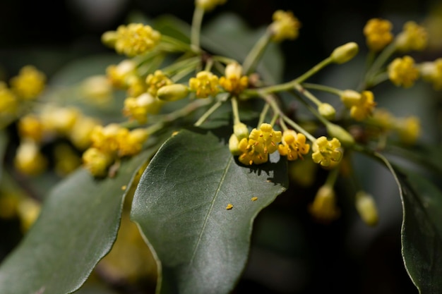 Blühende Pittosporum tobira-Familie Pittosporaceae kommt unter zahlreichen Namen vor, darunter japanischer Lorbeer-Pittosporum