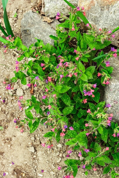 Blühende Pulmonaria-Lungenkrautbüsche Junge Blumen mit dekorativen Steinen Gartenhintergrund