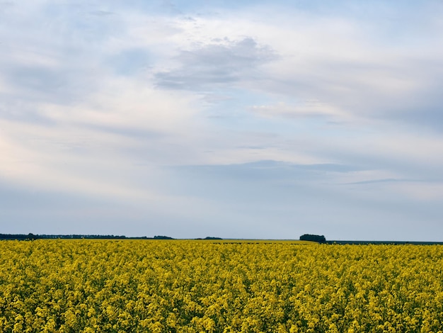 Blühende Rapsblumen hautnah