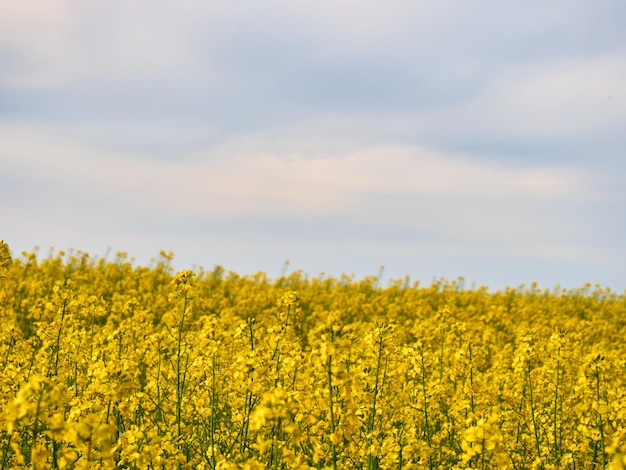 Blühende Rapsblumen hautnah