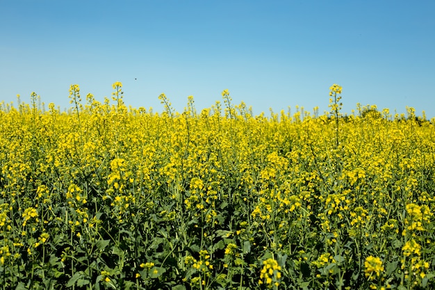 Blühende Rapsfeldlandschaft mit blauem Himmel, leuchtend gelbem Rapsfeld und Nektar für die Bienenzucht zur Herstellung von Biokraftstoffen und Bioenergie