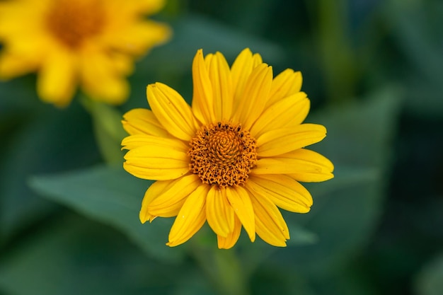 Blühende raue Oxeye-Blume mit gelben Blütenblättern im Sommer, Nahaufnahmen.