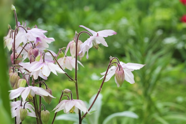 Blühende rosa Akelei, Aquilegia, im natürlichen Lebensraum geschossen