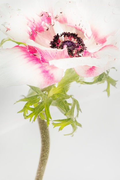 Foto blühende rosa anemonenblume