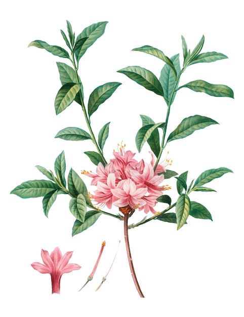 Blühende rosa Azalea durchsichtig png