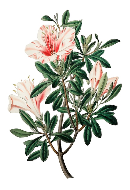 Blühende rosa Azalea png handgezeichnete Blumenillustration