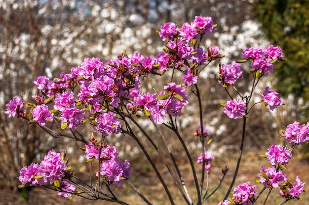 Blühende rosa blüten rhododendron. frühlingsblüte im park.