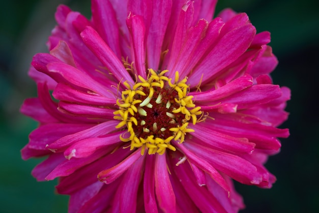 Blühende rosa Blume Zinnie im Garten an einem Sommertag, selektiver Fokus