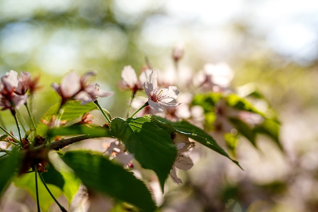 Blühende rosa Blumen auf der Niederlassung. Frühlingshintergrund.